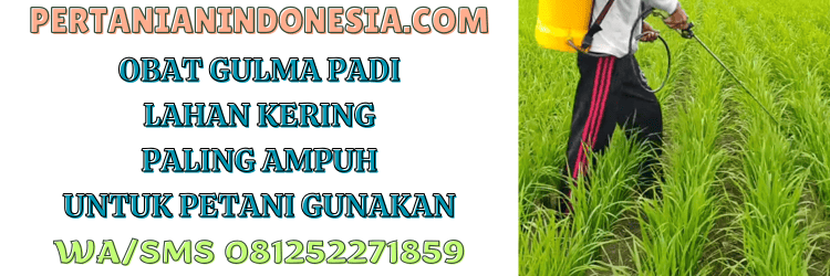 obat,gulma,padi,obat gulma,pertanian indonesia